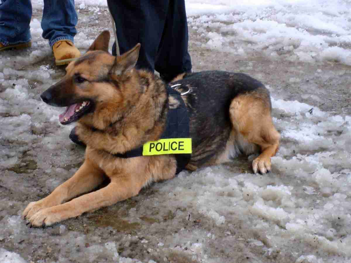 Millville paid out $110,000 to settle police K-9 attack, excessive force lawsuit.